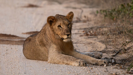 a young male lion resting on the road