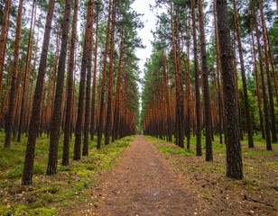 Fototapeta premium Serene Forest Path Surrounded by Tall Pine Trees and Greenery