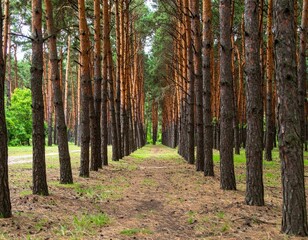 Obraz premium Serene Pathway Through Tall Pine Trees in Lush Green Forest
