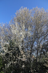 Bagworms cover trees and shrubs with a silvery covering