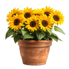 Obraz premium Bright sunflowers in a terracotta pot blooming summer floral arrangement art isolated on transparent background