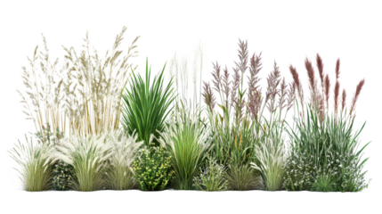 Row of tall ornamental grasses acting as soft garden divider, realistic depiction, isolated on transparent  background