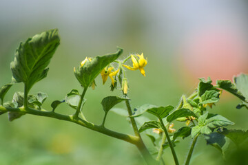 Flowers of tomato on the seedling. Stock Image, yellow flowers of tomato plants are blooming  bush in the flowering stage of the first brush.Pakistani and Attock 