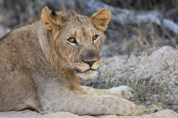 A young male lion making eye contact
