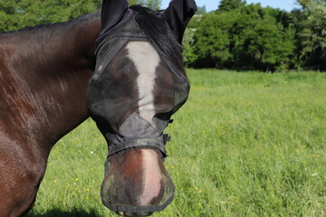 a horse with a fly mask