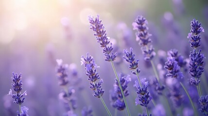 Obraz premium Vibrant Purple Lavender Field at Sunset