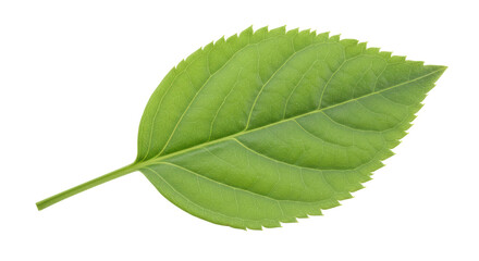 Obraz premium Isolated green leaf on white background