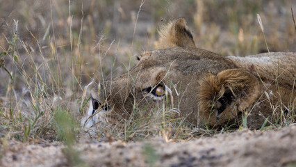 the eye of a lioness