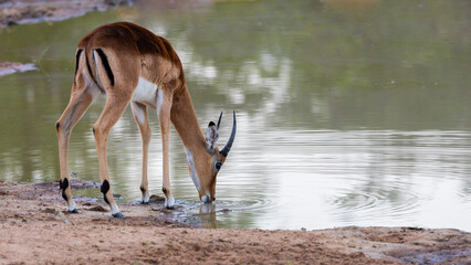 a young impala ram drinking water