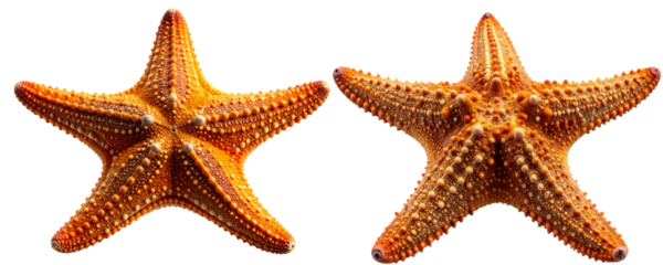 Realistic starfish with detailed texture, isolated on transparent background PNG