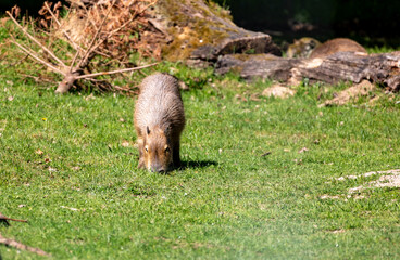 Relaxed Capybara: A brief insight into his peaceful behavior