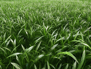 Obraz premium Lush green grass field with vibrant blades, natural outdoor landscape, peaceful and fresh atmosphere