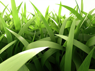 Obraz premium Lush green grass field closeup nature outdoor fresh vibrant healthy peaceful natural background