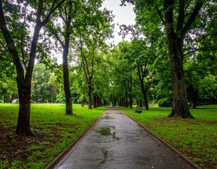 Obraz premium Tranquil Pathway Through Lush Green Park Surrounded by Trees