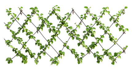 Wall mounted wire trellis system for espalier fruit trees, diamond pattern wires with tensioners, photorealistic image, isolated on transparent  background