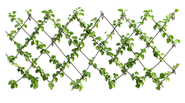 Wall mounted wire trellis system for espalier fruit trees, diamond pattern wires with tensioners, photorealistic image, isolated on transparent  background