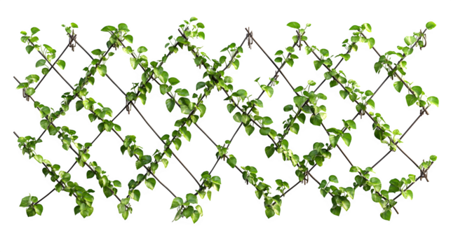 Wall mounted wire trellis system for espalier fruit trees, diamond pattern wires with tensioners, photorealistic image, isolated on transparent  background