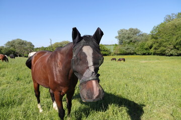 a horse with a fly mask