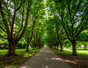 Lush Green Tree-Lined Pathway in a Serene Park Setting