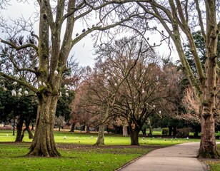 Serene Park Landscape with Trees and Birds in Natural Setting