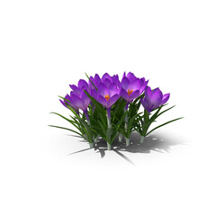 spring crocus flowers, png