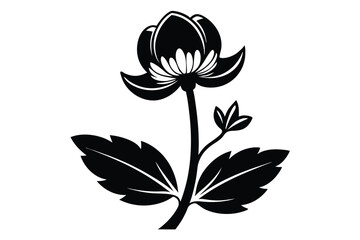 Elegant black water lily flower displays gracefully against a crisp, clean white background