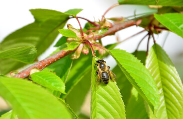 Bee resting on a cherry tree leaf close up
