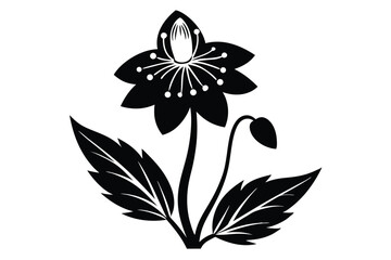 A solitary black flower blossoms with contrasting white stamen and veined leaves elegantly styled