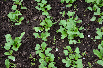 Young radish plants growing in a garden bed
