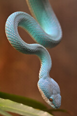 White lipped pit viper, Blue viper snake reptiles animals zoo
