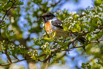 Schwarzkehlchen im Busch