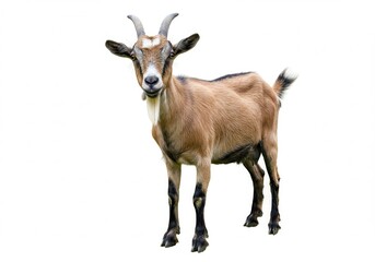 Obraz premium Full body of a tan goat with horns standing on a white background