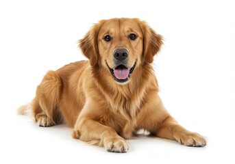 Fototapeta premium Golden retriever lying down with a happy expression on white background