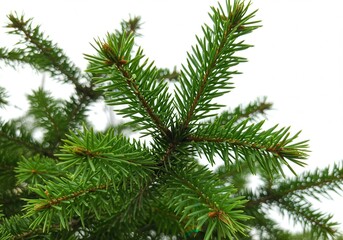 Close-up of vibrant green needles on an evergreen tree branch against a bright white sky