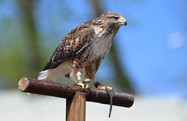 Red-tailed hawk falconry animals birds