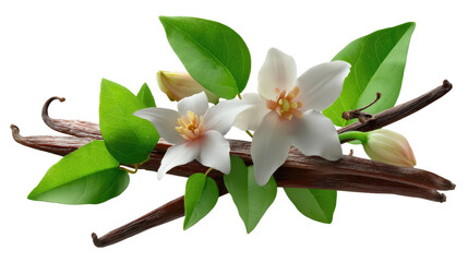 Obraz premium Vanilla's Delicate Aroma: Exquisite vanilla beans, fresh flowers, and vibrant green leaves, all perfectly arranged, exuding the essence of purity and organic delights. 