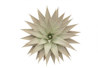 Overhead view of a pale green dyckia plant with sharp leaves arranged in a rosette pattern against a white background