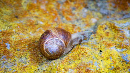 Giant Dolomite snail on yellow and red lichens.