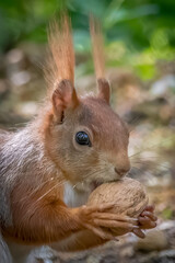 Obraz premium Red squirrel holding walnut, pointed ears, tufts of fur, blurred green forest background
