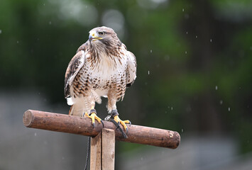 Red-tailed hawk