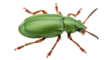 Isolated Green Beetle