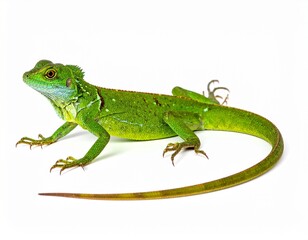 Fototapeta premium green lizard on white background
