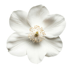 Obraz premium Close-up of a pristine white flower