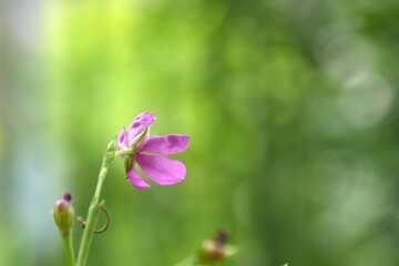 Talinum paniculatum pink flower and herbal blooming from branch in garden