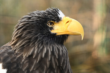 Steller's sea eagle,white-shouldered eagl