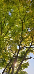 trees in the forest