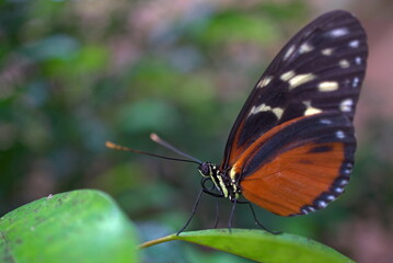 brown butterfly on a leaf (vers. 2)