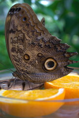 beautiful butterfly on an orange