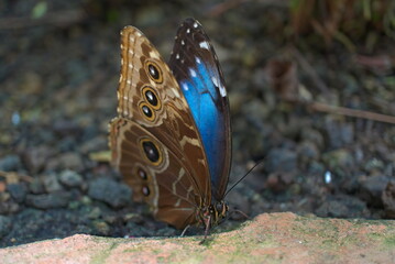 close-up of beautiful blue butterfly