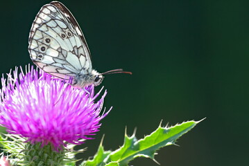 white butterfly on a flower (vers. 2)